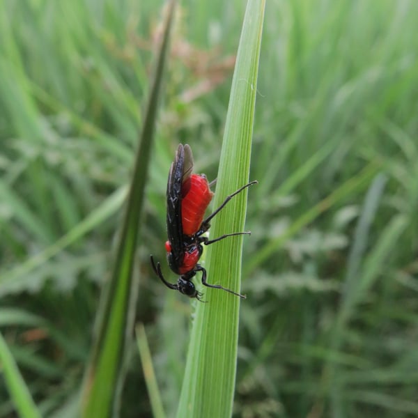 Argidae