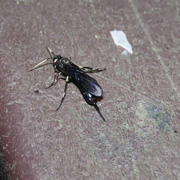 Urocerus albicornis