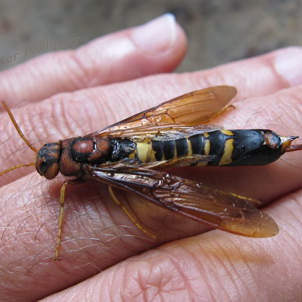 Tremex columba