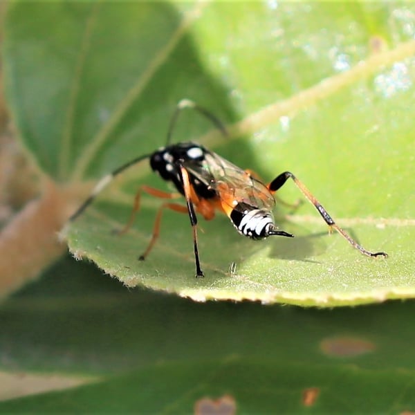 Xanthocryptus novozealandicus