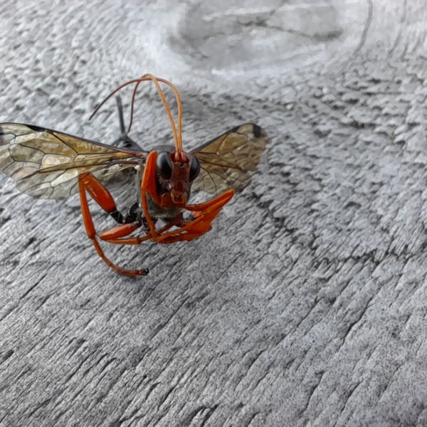 Echthromorpha intricatoria