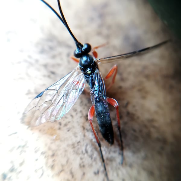 Diplazon laetatorius