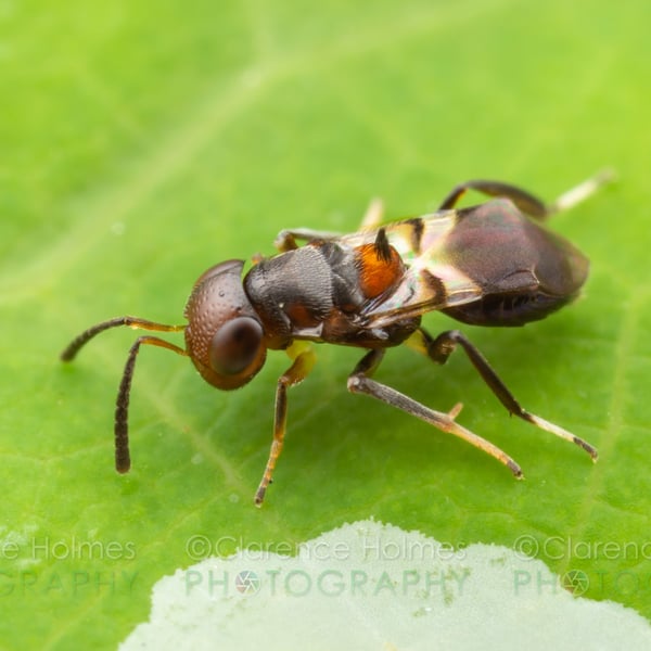 Encyrtidae