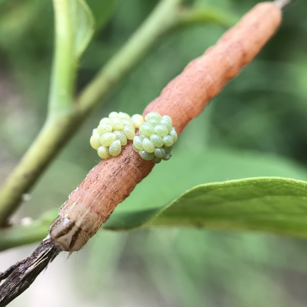 Eulophidae