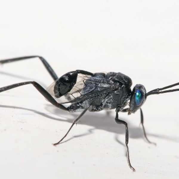 Evania appendigaster