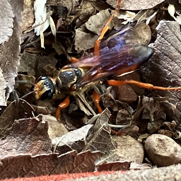 Sphecidae