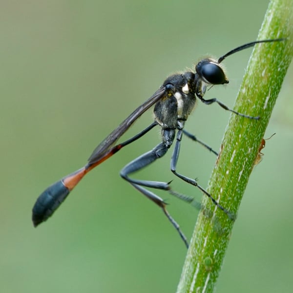 Ammophila procera