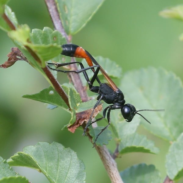 Ammophila pictipennis