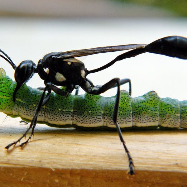 Eremnophila aureonotata