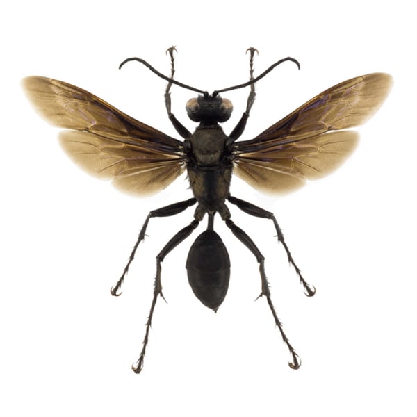 Sphex pensylvanicus