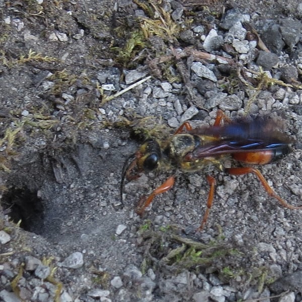 Sphex ichneumoneus