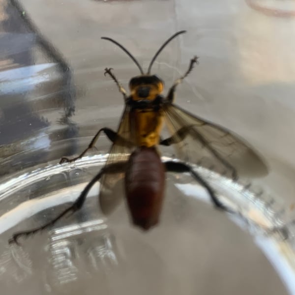Sphex habenus