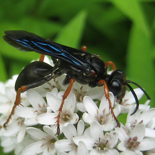 Sphex nudus