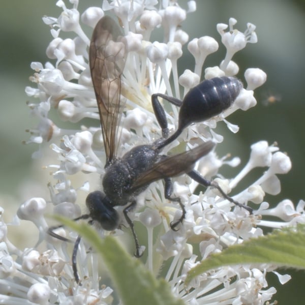 Isodontia