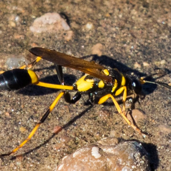 Sceliphron caementarium