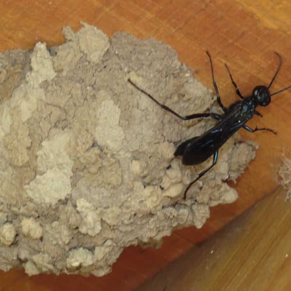 Chalybion californicum