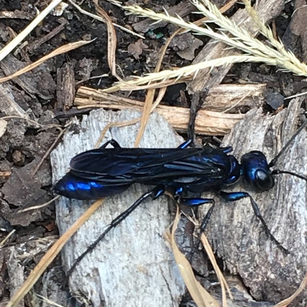 Chlorion aerarium