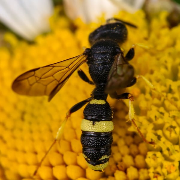 Cerceris