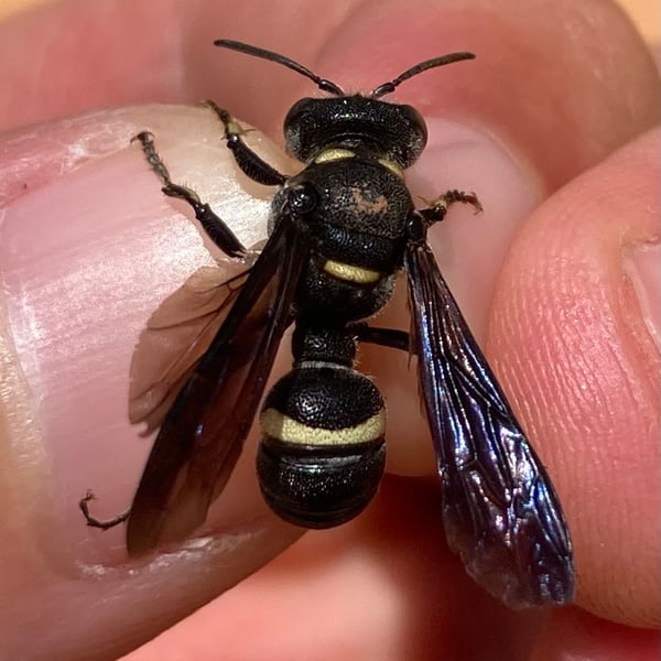 Cerceris fumipennis