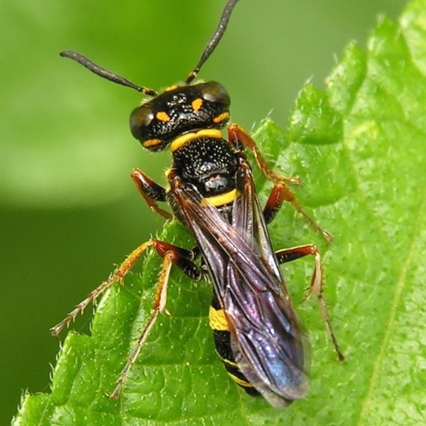 Philanthus gibbosus