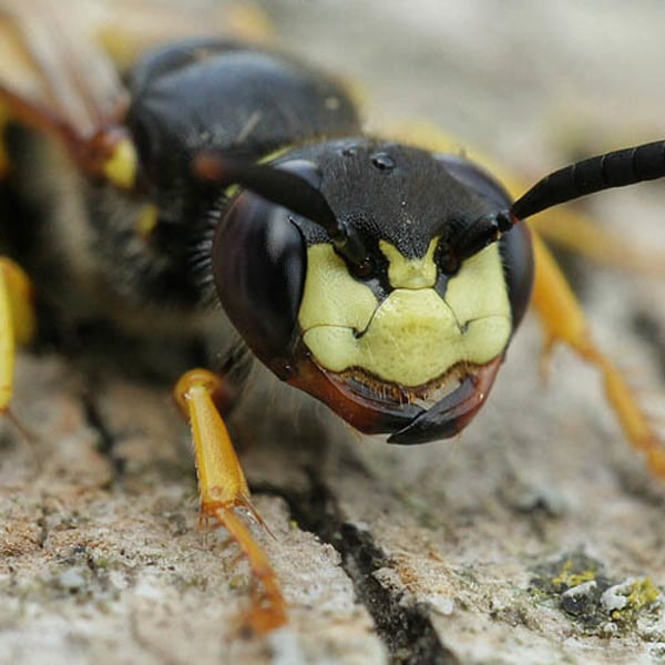 Philanthus triangulum