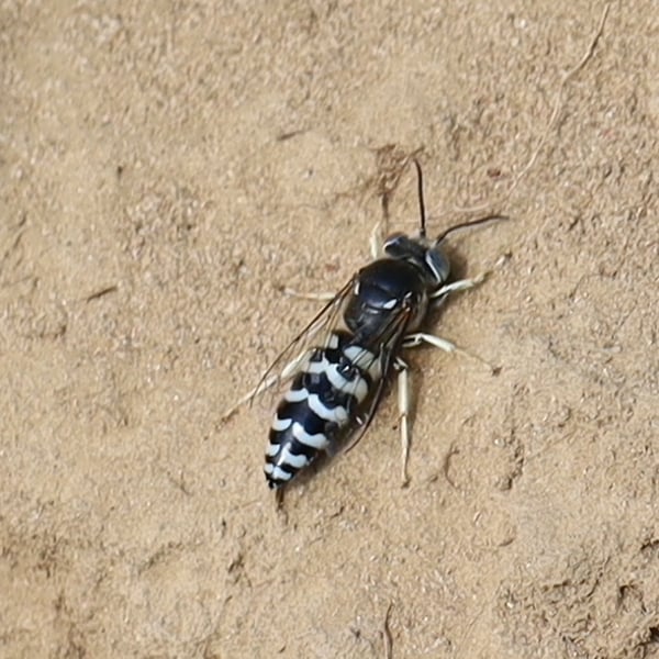 Bembix