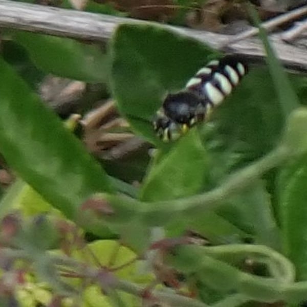 Bicyrtes quadrifasciatus