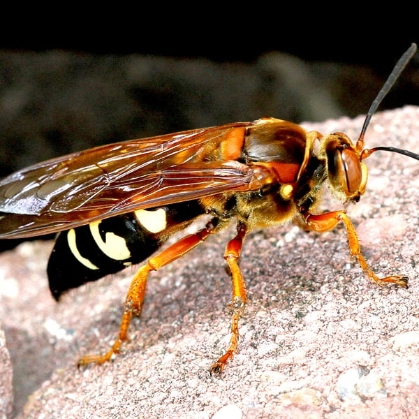 Sphecius speciosus