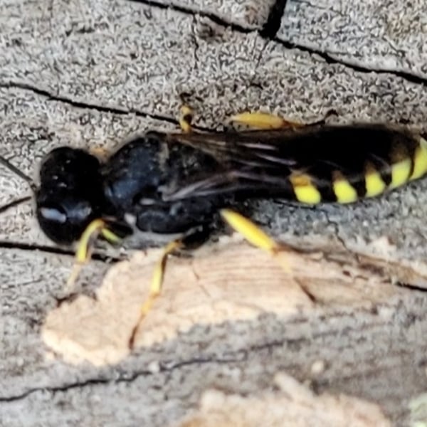 Ectemnius continuus