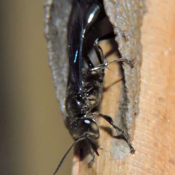 Trypoxylon politum