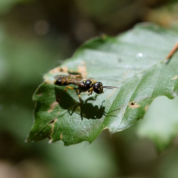 Mellinus arvensis