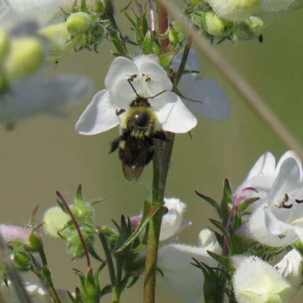 Apidae