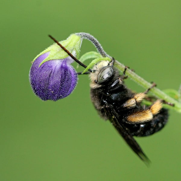 Melissodes bimaculatus