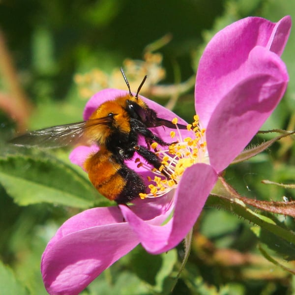 Anthophora