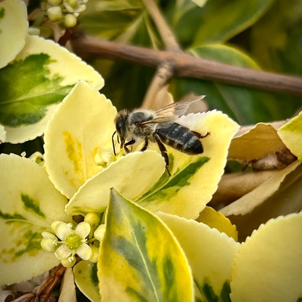 Anthophora terminalis