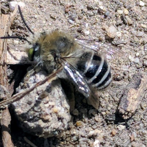 Anthophora californica