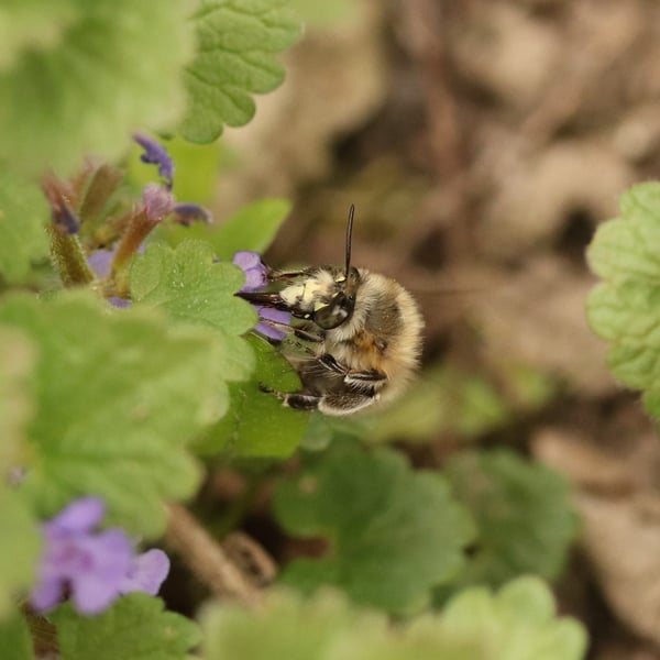 Anthophora plumipes