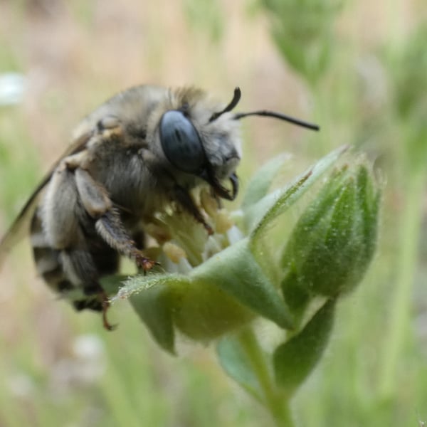 Anthophora urbana