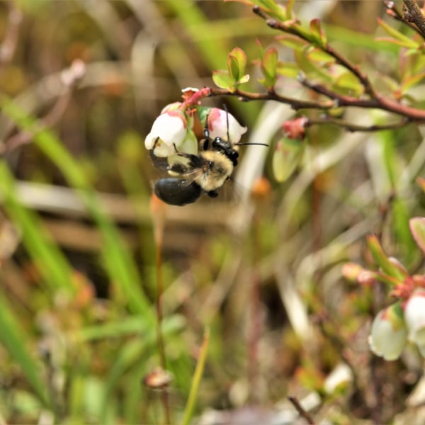 Habropoda laboriosa