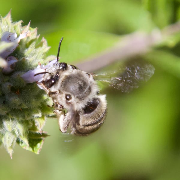 Habropoda depressa