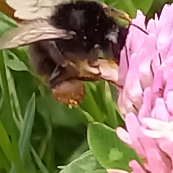 Bombus