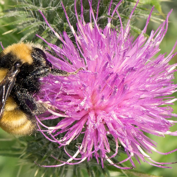 Bombus borealis