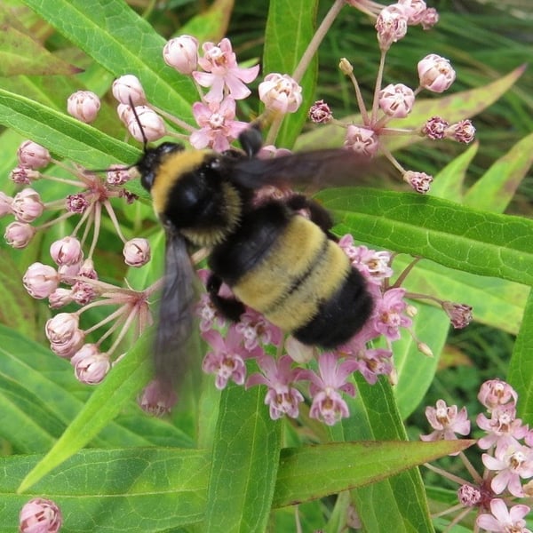 Bombus auricomus