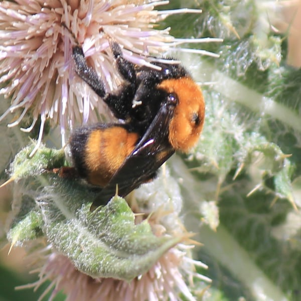 Bombus nevadensis