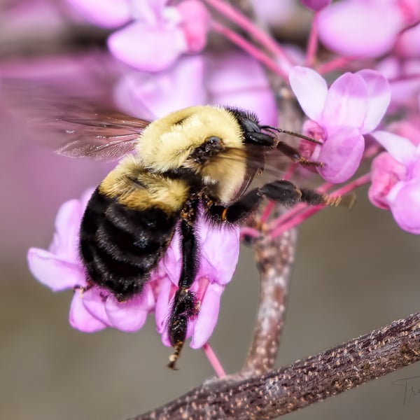 Bombus griseocollis