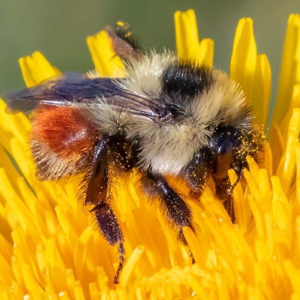 Bombus rufocinctus