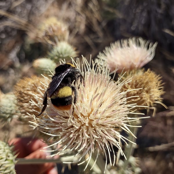 Bombus crotchii