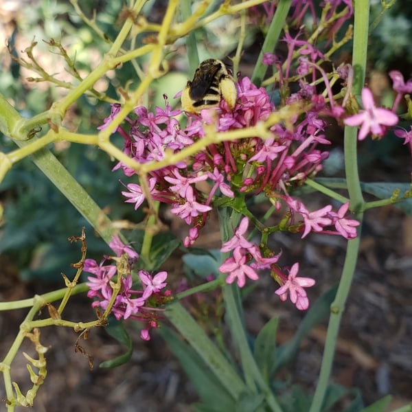 Bombus fraternus