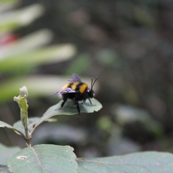 Bombus hortulanus