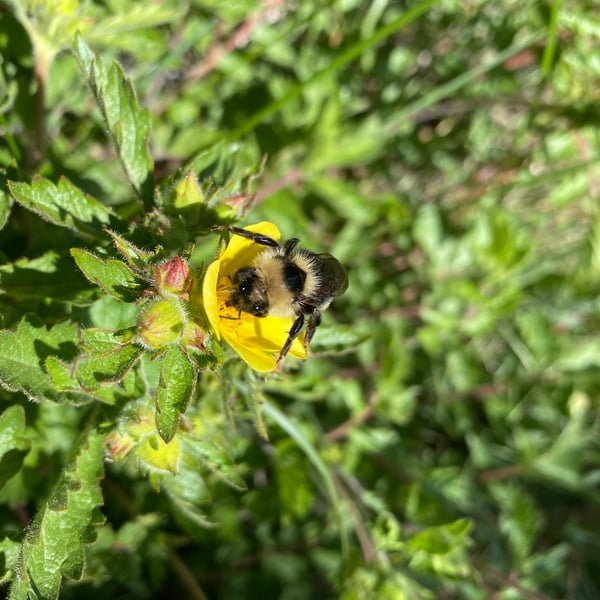 Bombus insularis